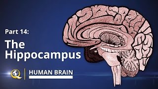 Hippocampus  Human Brain Series  Part 14 [upl. by Annirtak]