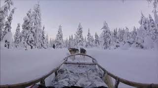 Dog Sledding POV  Finnish Lapland [upl. by Eellehs]