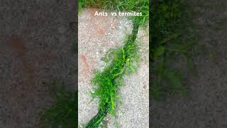 Ants vs termites antwar [upl. by Ark]