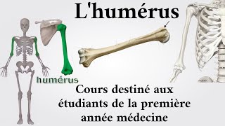 Lhumérus  1ère année médecine [upl. by Bouchier84]