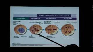 Biology Help Biology 123 Chapter 8 Mitosis and Meiosis [upl. by Quintessa629]