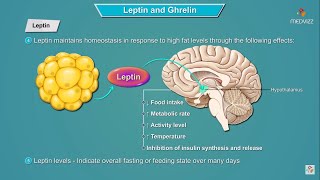 Leptin and Ghrelin hormones mechanism of action  Physiology  USMLE Step 1 [upl. by Ahsiema]