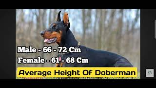 Doberman ka introduction fast facts india [upl. by Ardnoel334]