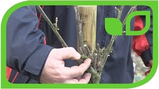 How to Prune the Gooseberry and Currant Standards [upl. by Osanna]