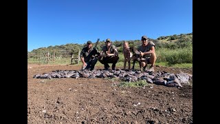 Rock Pigeon Hunting  South Africa with Triggercam BSP [upl. by Lerraj]