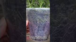 How to propagate verbena bonariensis [upl. by Estevan]