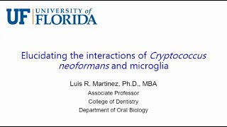 Elucidating the Interactions of Cryptococcus Neoformans and Microglia [upl. by Aremihc]