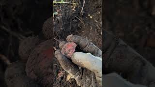 90 Year old Antique Lysol Bottle Found Bottle Digging shorts viralvideo [upl. by Newberry]