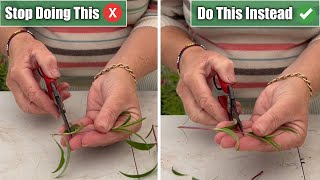 5 Propagation Mistakes I See amp How To Propagate Successfully [upl. by Yren]