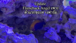 Flameback Angel Tank Raised [upl. by Heathcote]