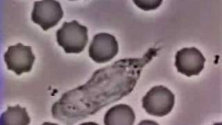 Crawling Neutrophil Chasing a Bacterium Jaws Theme [upl. by Nwad316]