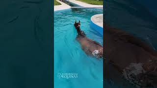 Caballo nadando en piscina para un entrenamiento físico o terapia física hidroterapia [upl. by Waterer]