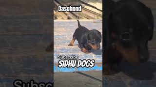 Dash hond Puppies full top quality daschund puppies forsale trending pet puppy viralshorts [upl. by Aronoel874]