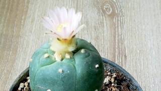 Lophophora Williamsii blooming การบานของดอกโลโฟโฟร่า [upl. by Denna]