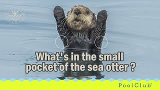 Whats in the small pocket of the sea otter [upl. by Weisburgh23]