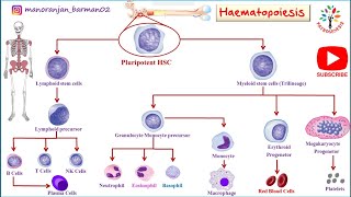 Hemopoiesis physiology।। Formation of blood cells ।। PATHOGENESIS ।। BarmanSir [upl. by Justin]