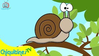 Caracol Col Col  Canción Infantil [upl. by Joane133]