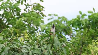 Red whiskered Bulbul Pycnonotus jocosus [upl. by Enihpesoj]