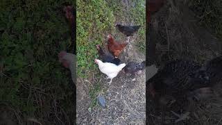 Gallinas comiendo chicken [upl. by Ginnie568]