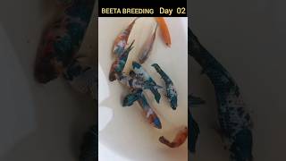 How to introduce Male and Female Betta for Breeding  bettafish [upl. by Qifar]