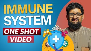 Human Immune System  One Shot Video [upl. by Anauqaj]