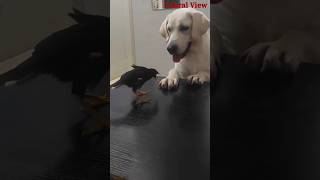 Brave Bird vs Funny Dog shorts dog funny [upl. by Ehcropal84]