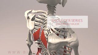 Rhomboid Major Shoulder Series Part 2 3D Animation [upl. by Ahar929]