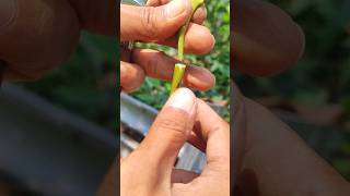 what are the signs of a successful avocado graft Grafting 嫁接 fruitgrafting [upl. by Eelrehpotsirhc]