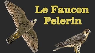 Le Faucon Pèlerin [upl. by Boylston553]