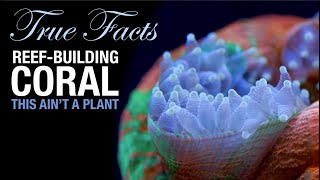 True Facts Reef Coral is a Crazy Animal [upl. by Ahtnahc]