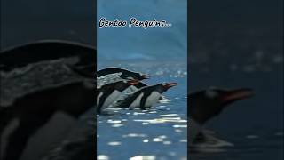 Gentoo Penguins 🐧 in Antarctic Peninsula ASMR Sounds shorts [upl. by Delphine442]