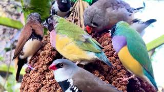 Tropical Aviary Birds feeding on millet spray  bird sounds  birds chirping 🤩🤩 Finches Bird [upl. by Elkin577]