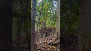 Mt Eden Trail to Zinfandel Trail Stevens Creek County Park Cupertino California [upl. by Ahsinyt]