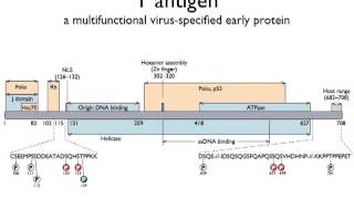 Virology 2013 Lecture 7  Replication of DNA virus genomes [upl. by Smalley]