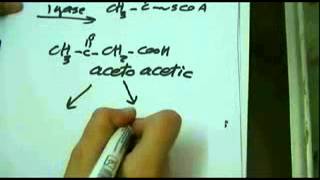 Biochemistry for 2nd grade  Lipids [upl. by Obau151]