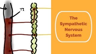 The Sympathetic Nervous System [upl. by Sellig]