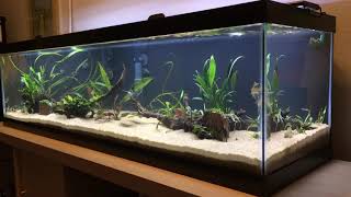 New 33 gallon long Cryptocoryne amp Corydoras Aquarium [upl. by Zane]