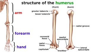 The Skeletal System [upl. by Clayborne976]