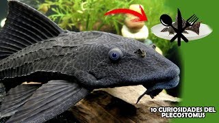 10 curiosidades del Pez PLECOSTOMUS que quizá NO SABIAS  AcuariosLP [upl. by Tracie943]