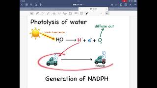 DSE BIO Ch 20 Part 4 Photolysis of water and generation of NADPH  Photochemical reaction 總覽 [upl. by Gnourt325]