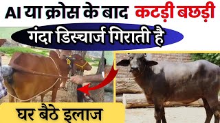 AI या क्रोस के बाद Heifer गंदा डिस्चार्ज गिराती है 👉🏻घर बैठे इलाज After AI metritis in cattle in hi [upl. by Anecuza208]