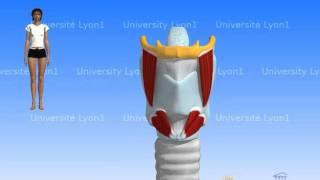 Le larynx  Localisation [upl. by Hanna]