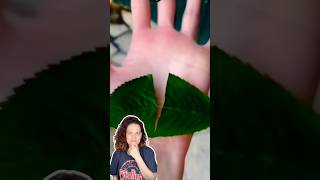 Leaf magic trick 🤯🔥😏tricks [upl. by Musetta283]