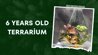 How I fixed a 6 year old terrarium😍🌿🌳 [upl. by Hilbert991]