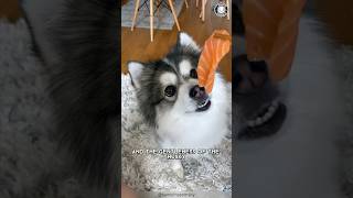 Pomsky 🐶 Meet The PomeranianHusky Mix [upl. by Zzabahs429]