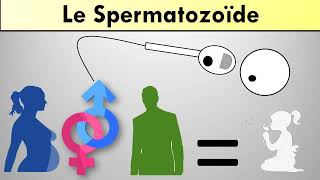 Le spermatozoïde [upl. by Zorina441]