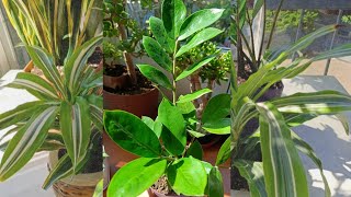 SALON BİTKİLERİ BAKIMI Dracaena fragrans Lemon Lime amp ZAMİA [upl. by Erdei]