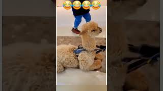 смех сквозь слезы угарная подборка funny рек cat тренд юмор trend прикол влог кот animals [upl. by Blaze12]