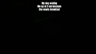 My dog waking me up at 3 am insideout2 edit dogs dog pets memes funny shorts [upl. by Aineles513]