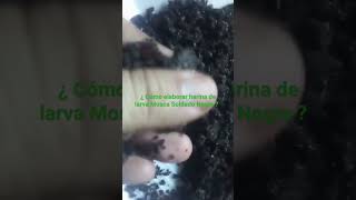 ¿ Cómo elaborar harina de larva de Mosca Soldado Negra [upl. by Mela520]